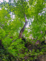 A grove with green, crooked trees and ferns and all this between large stones