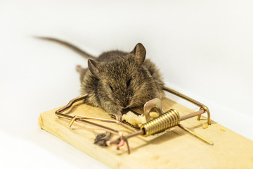 Home gray mouse caught in a mousetrap