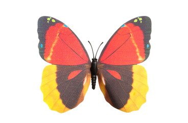 butterfly isolated
