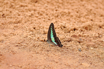 Butterfly standing on soil ground