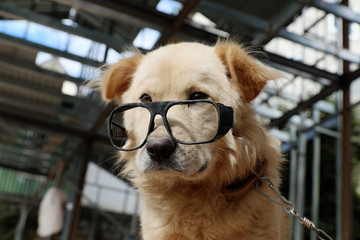 White male dog wear glasses