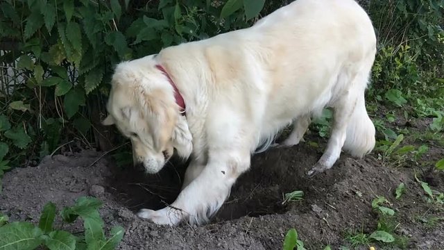 happy life of pets. a golden retriever is digging the ground in the garden - slow motion
