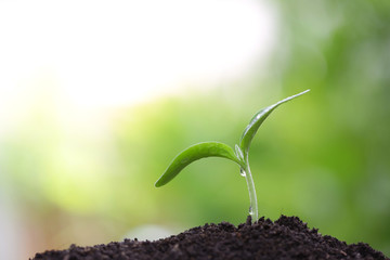 Young green plant growing
