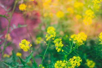 Beautiful yellow flowers toning and bokeh
