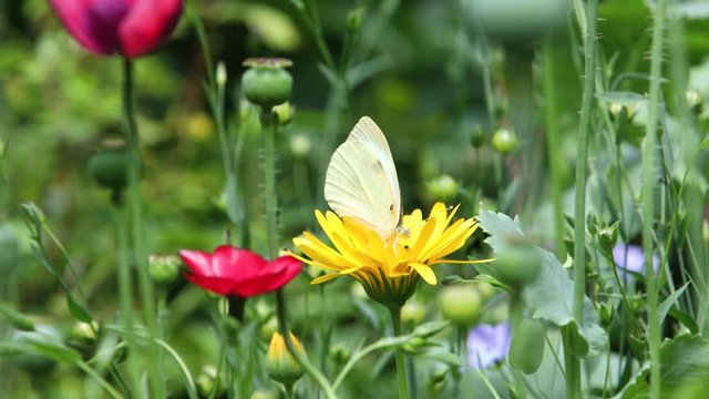 Kohlwei&szlig;ling auf Ringelblumenbl&uuml;te Calendula officinalis