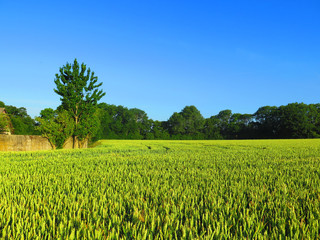Field of Wheat