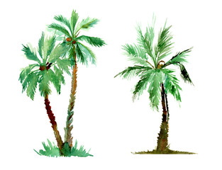Watercolor painted palm tree