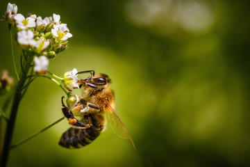 Bee on a white flower collecting pollen and gathering nectar to produce honey in the hive