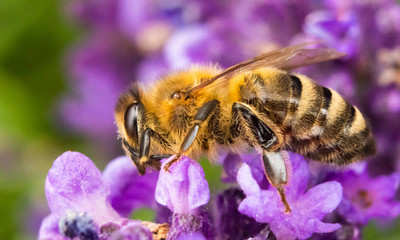 abeja en la flor