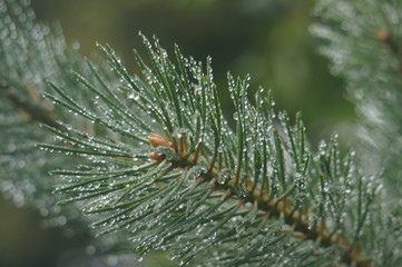 Naklejka na ściany i meble pine branches after rain