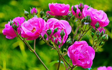 beautiful buds of tender pink tea rose against the background of green grass