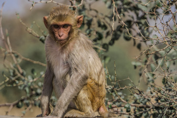 wilder Rhesusaffe frontal