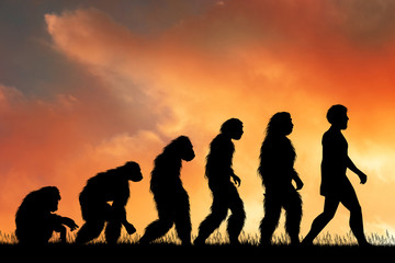 illustration of human evolution