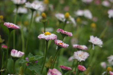 Obraz premium wild forest flowers after the rain