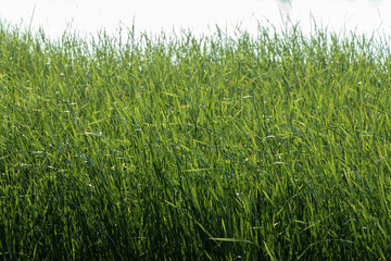 background. green leaves of reeds