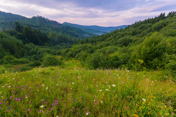 meadow flowers with forest in the background