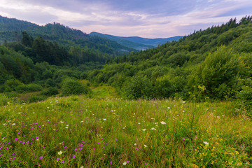 Fototapeta premium meadow flowers with forest in the background