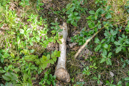 Wiese mit Knochen Gerippe Tierkadaver Mord menschliche Knochen