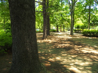 木漏れ日の公園風景