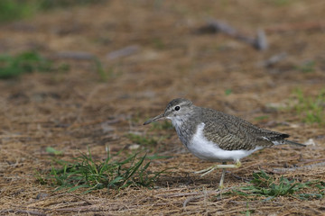 Common Sandpiper (Actitis hypoleucos) Crete, Greece