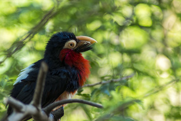 Furchenschnabel auf einem Baum