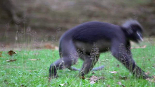 Dusky Leaf Monkeys (Trachypithecus obscurus) Playing on the Ground at Angthong National Marine Park in Thailand