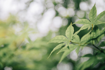 Japanese maples leaves with vintage film style