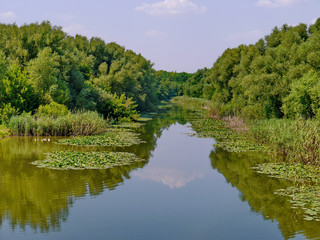 Fototapeta premium The river with greenish water and wide leaves of water lilies at the coast. On the left you can see a small flock of white ducks