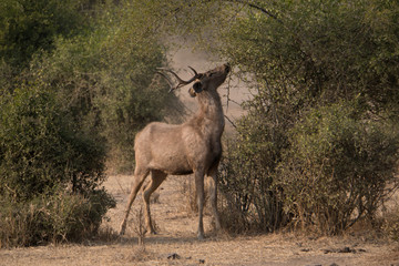 Sambarhirsch neben Busch