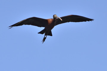 Glossy Ibis (Plegadis falcinellus), Crete