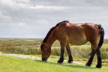 Fototapeta na wymiar Pferd auf der Weide auf der ostfriesischen Nordseeinsel Juist in Deutschland, Europa.