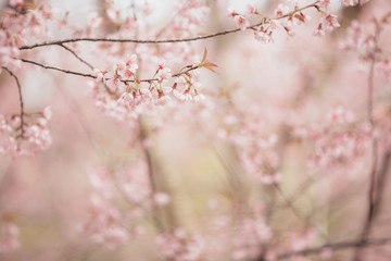 Fototapeta premium Cherry blossom flowers , sakura flowers in pink background vintage style