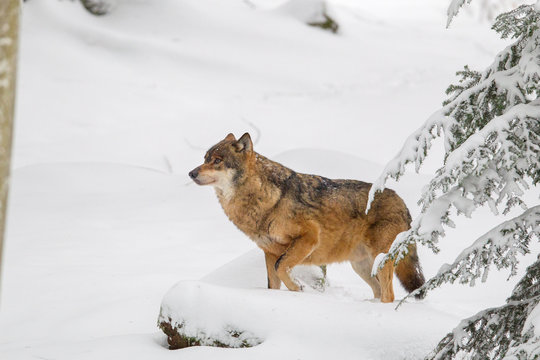 Wolf (Canis lupus) im Winter im Tier-Freigel&auml;nde im Nationalpark Bayrischer Wald, Deutschland.