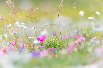 Alpenblumen