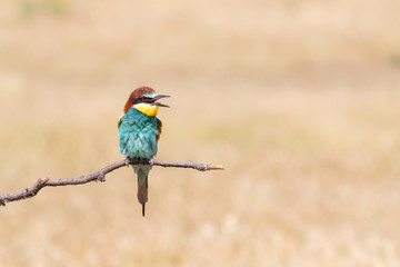Bright bird sitting on branch