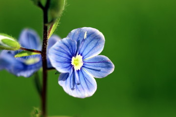 Flower macro blurred background