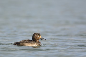 Tufted Duck (Aythya fuligula), Greece