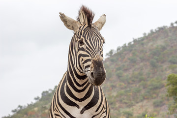 Fototapeta premium Burchels Zebra in Pilanesberg National park
