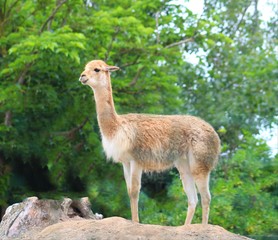 vigogne vu dans son enclos au zoo en vendée