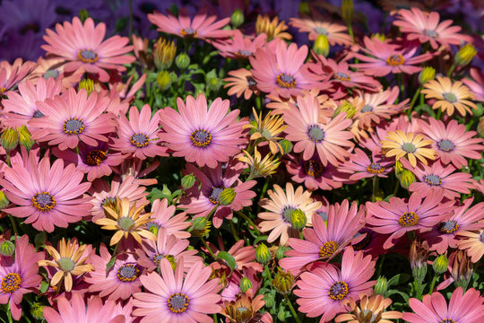 Kapmargerite, Ostespermum-Hybriden