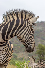 Fototapeta premium Burchels Zebra in Pilanesberg National park