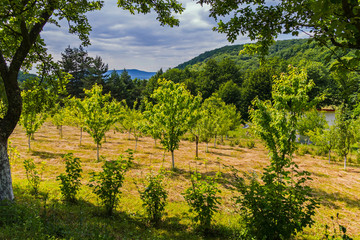 Fototapeta na wymiar The garden is planted with small trees against the backdrop of the green mountains