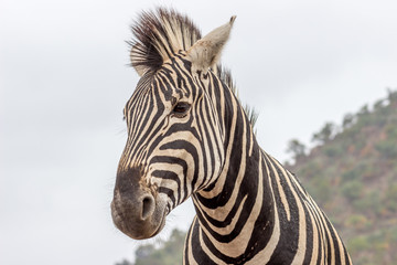 Fototapeta na wymiar Burchels Zebra in Pilanesberg National park