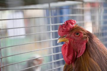 The New Hampshire Rooster in a cage in the exhibit.