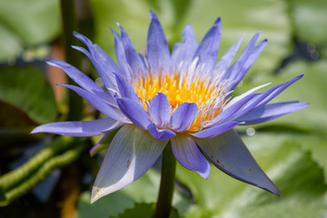 Beautiful Purple Lotus Flower