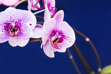 Orchid flower .Phalaenopsis.