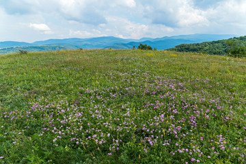 Obraz premium meadow with lilac flowers on the background of mountains