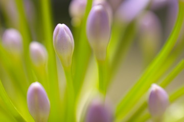 紫の花　アガパンサス　蕾