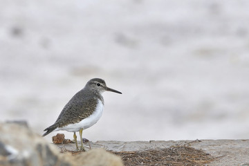 Common Sandpiper (Actitis hypoleucos) Crete, Greece