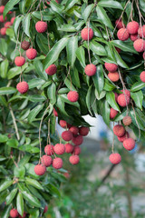 Lychee tropical fruits in growth on tree